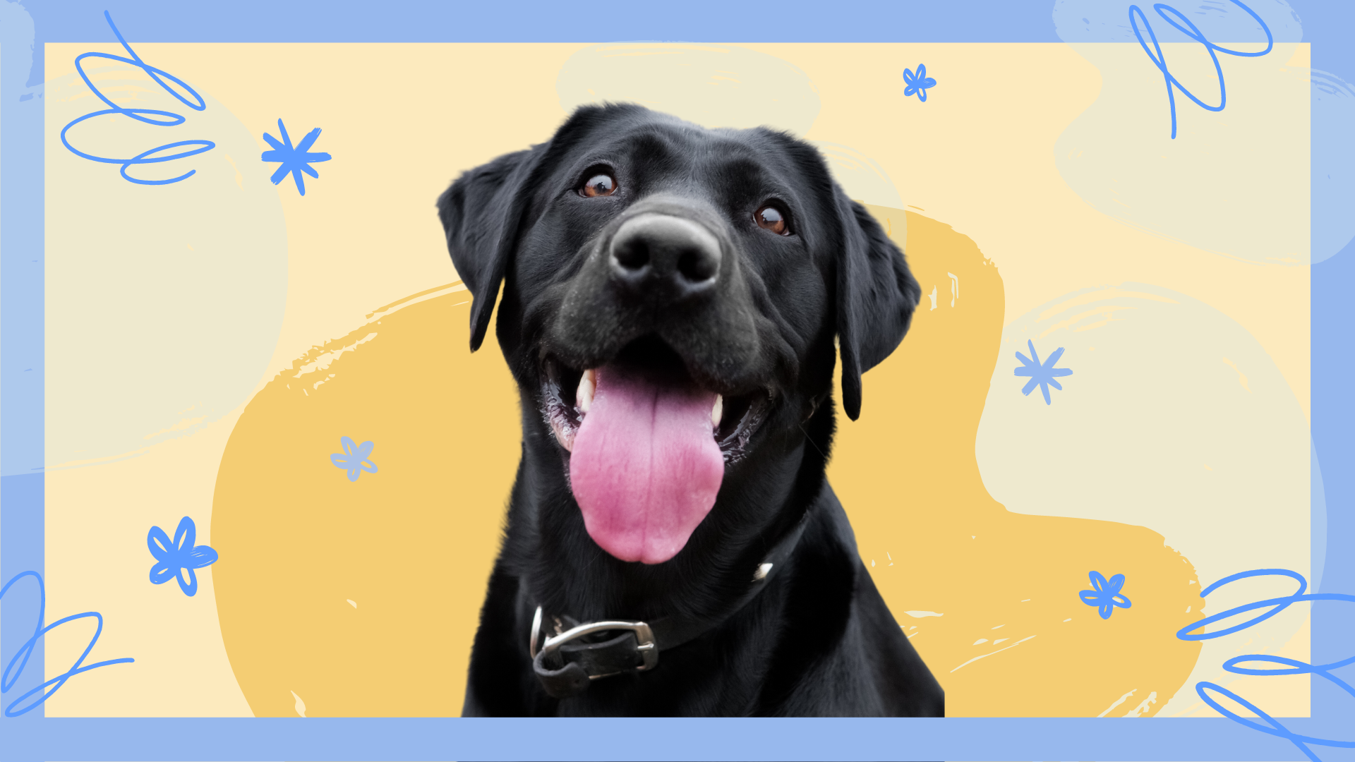 Black Lab dog with his tongue out in front of yellow and blue swirly background